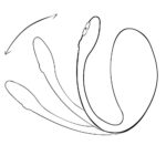We-Vibe - Jive 2 met Afstandsbediening en App - Roze - Afbeelding 6